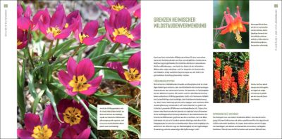 Heimische Wildstauden im Garten