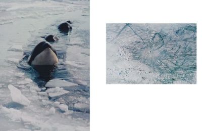 Antarctic Resolution